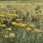 Aromathérapie VS Phytothérapie : Comprendre la différence pour mieux utiliser les plantes