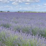 Les bienfaits de la lavande fine en aromathérapie